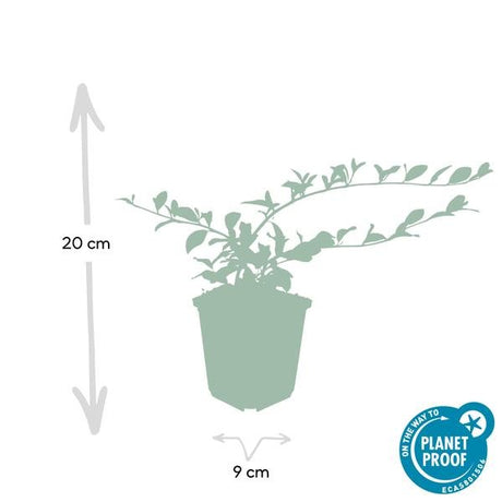 Livraison plante Cotonéaster de Dammer