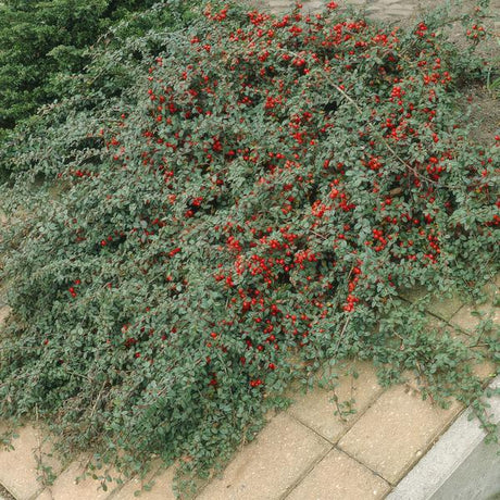 Livraison plante Cotonéaster de Dammer