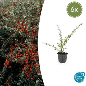 Livraison plante Cotonéaster de Dammer 'Coral Beauty'