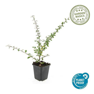 Livraison plante Cotonéaster de Dammer 'Coral Beauty'