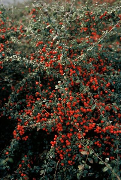 Livraison plante Cotonéaster de Dammer 'Coral Beauty'