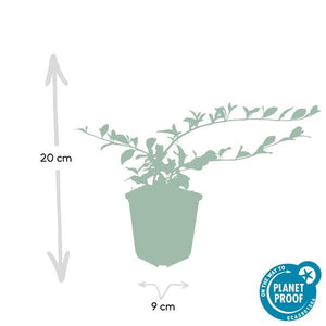 Livraison plante Cotonéaster de Dammer 'Major'