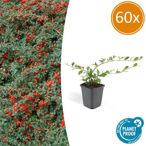 Livraison plante Cotonéaster de Dammer 'Major'