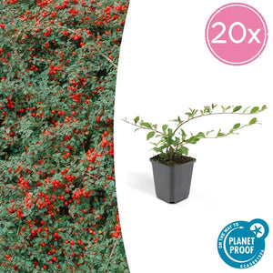 Livraison plante Cotonéaster de Dammer 'Major'