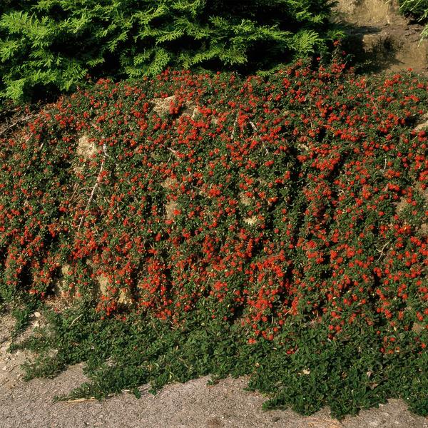 Livraison plante Cotonéaster de Dammer 'Streib's Findling'