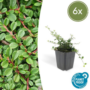 Livraison plante Cotonéaster de Dammer 'Streib's Findling'