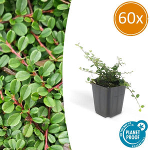 Livraison plante Cotonéaster de Dammer 'Streib's Findling'