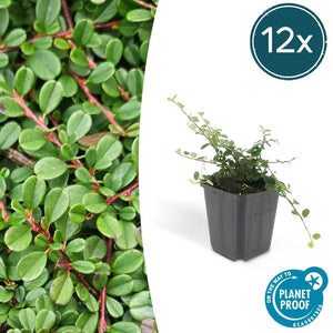 Livraison plante Cotonéaster de Dammer 'Streib's Findling'