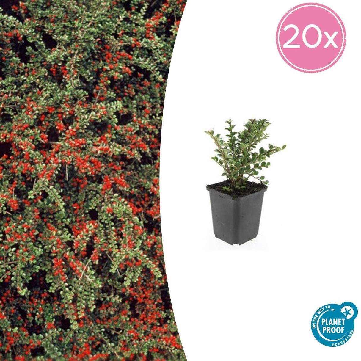 Livraison plante Cotonéaster horizontal