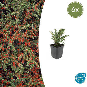 Livraison plante Cotonéaster horizontal