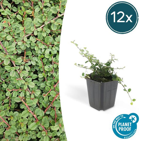 Livraison plante Cotonéaster rampant 'Queen of Carpets'