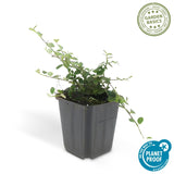 Livraison plante Cotoneaster Streib's Findling