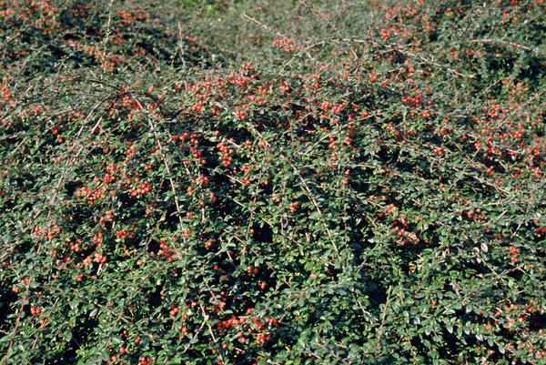 Livraison plante Cotoneaster suecicus Coral Beauty