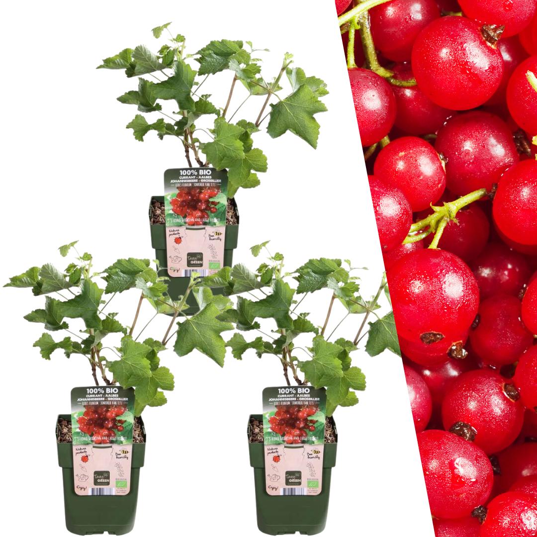 Livraison plante Cranberry bio x 3