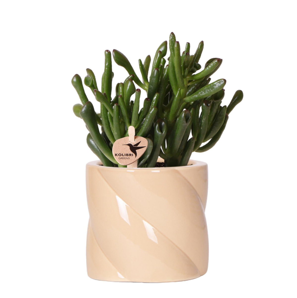 Crassula Hobbit + Candy Lila Pot – Blühende Zimmerpflanze