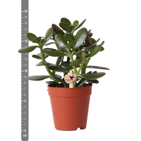 Livraison plante Crassula Ovata h20cm - plante grasse d'intérieur