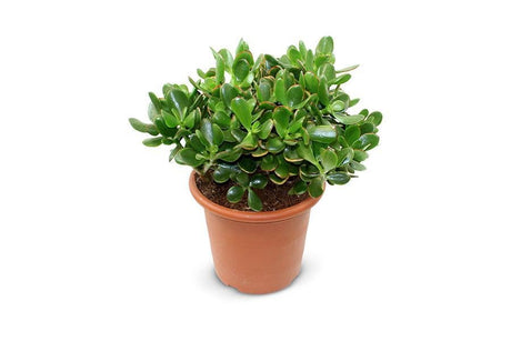 Livraison plante Crassula Ovata Sunset