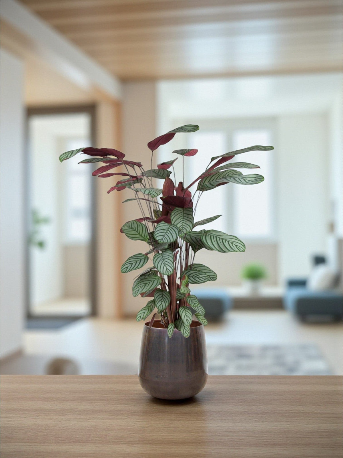 Calathea Oppenheimiana h140cm – Einzigartige und exotische Pflanze