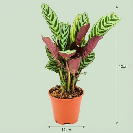 Livraison plante Ctenathe Burle - Marxii