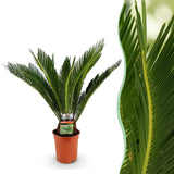 Livraison plante Cycas revoluta d17cm H70cm