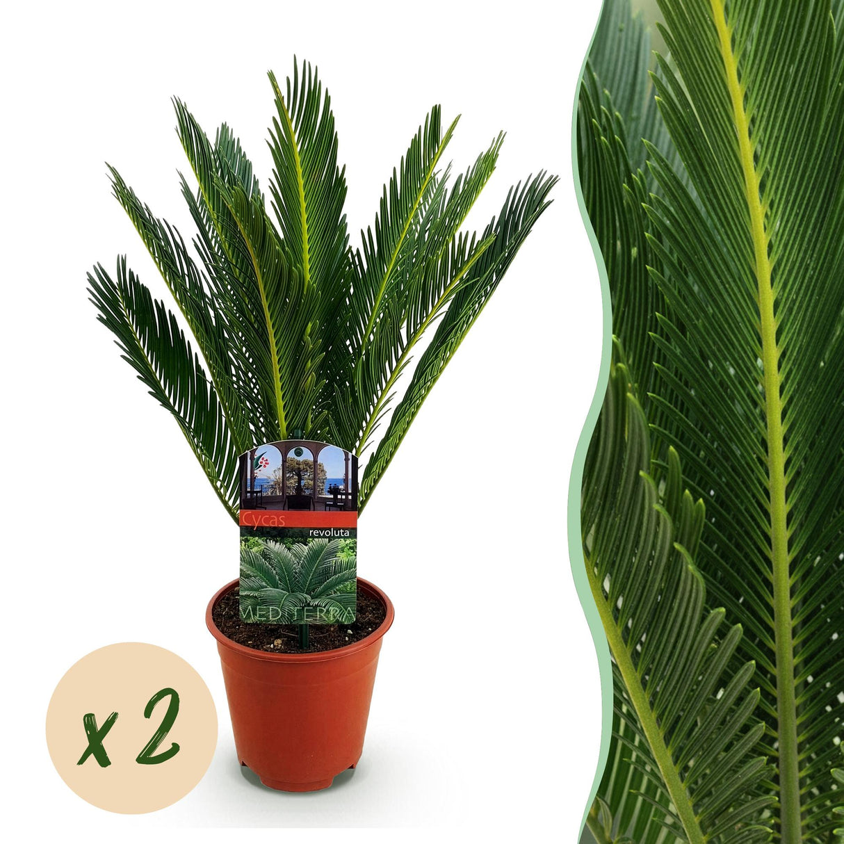 Livraison plante Cycas revoluta – Lot de 2 – Pot 14 cm – Hauteur 45 cm