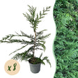 Livraison plante Cyprès de Leylandii – Lot de 8 – Pot 9 cm – Hauteur 35 - 40 cm