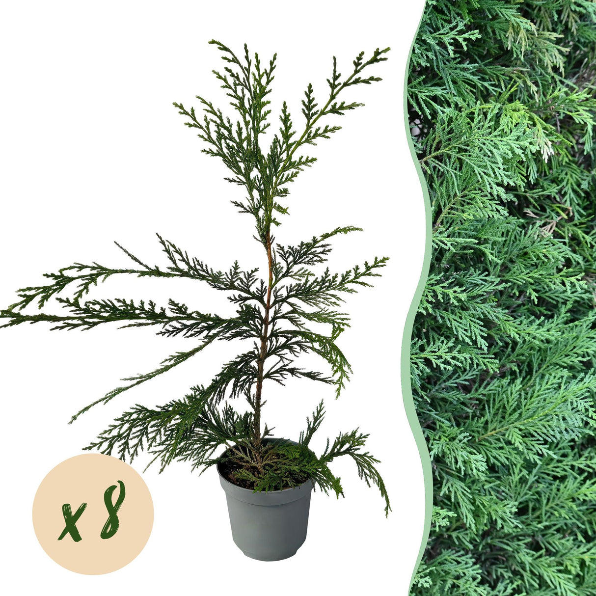 Livraison plante Cyprès de Leylandii – Lot de 8 – Pot 9 cm – Hauteur 35 - 40 cm