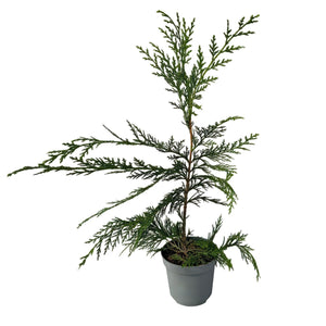Livraison plante Cyprès de Leylandii – Lot de 8 – Pot 9 cm – Hauteur 35 - 40 cm