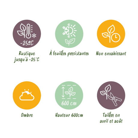 Livraison plante Cyprès de Leylandii – Lot de 8 – Pot 9 cm – Hauteur 35 - 40 cm