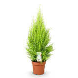 Livraison plante Cyprès Gold Crest Wilma