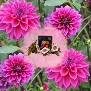 Livraison plante Dahlia Bleu bell pétales larges - Bulbes