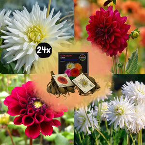 Livraison plante Dahlia Bulbes - Mix Romantic Beauties, Playa Blanca & Heatwave, 24 pièces