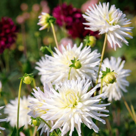 Livraison plante Dahlia Cactus Playa Blanca - coffret de 24 bulbes