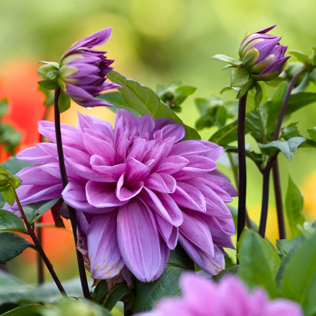 Livraison plante Dahlia - coffret de 8 bulbes mix