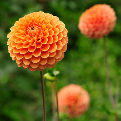 Livraison plante Dahlia Ralphie boule - Coffret de 12 Bulbes