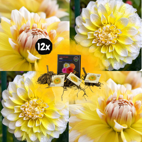 Livraison plante Dahlia Seattle grandes fleurs - Coffret de 12 Bulbes