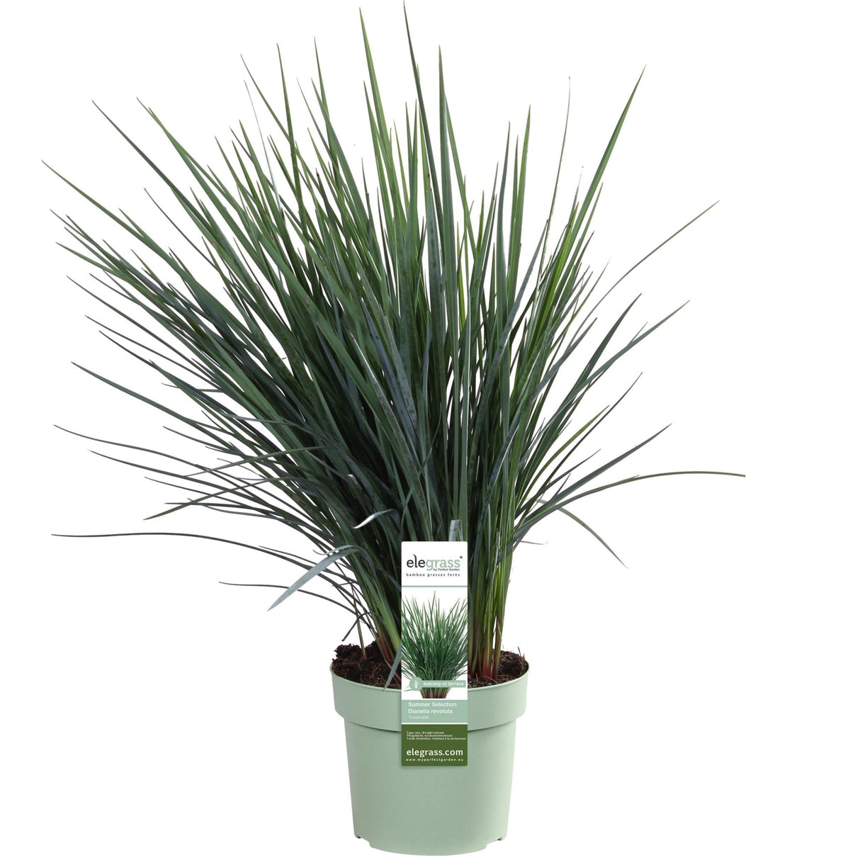 Livraison plante Dianella Revoluta 'Coolvista'® - ↨40cm - Ø19 - Plante d'extérieur