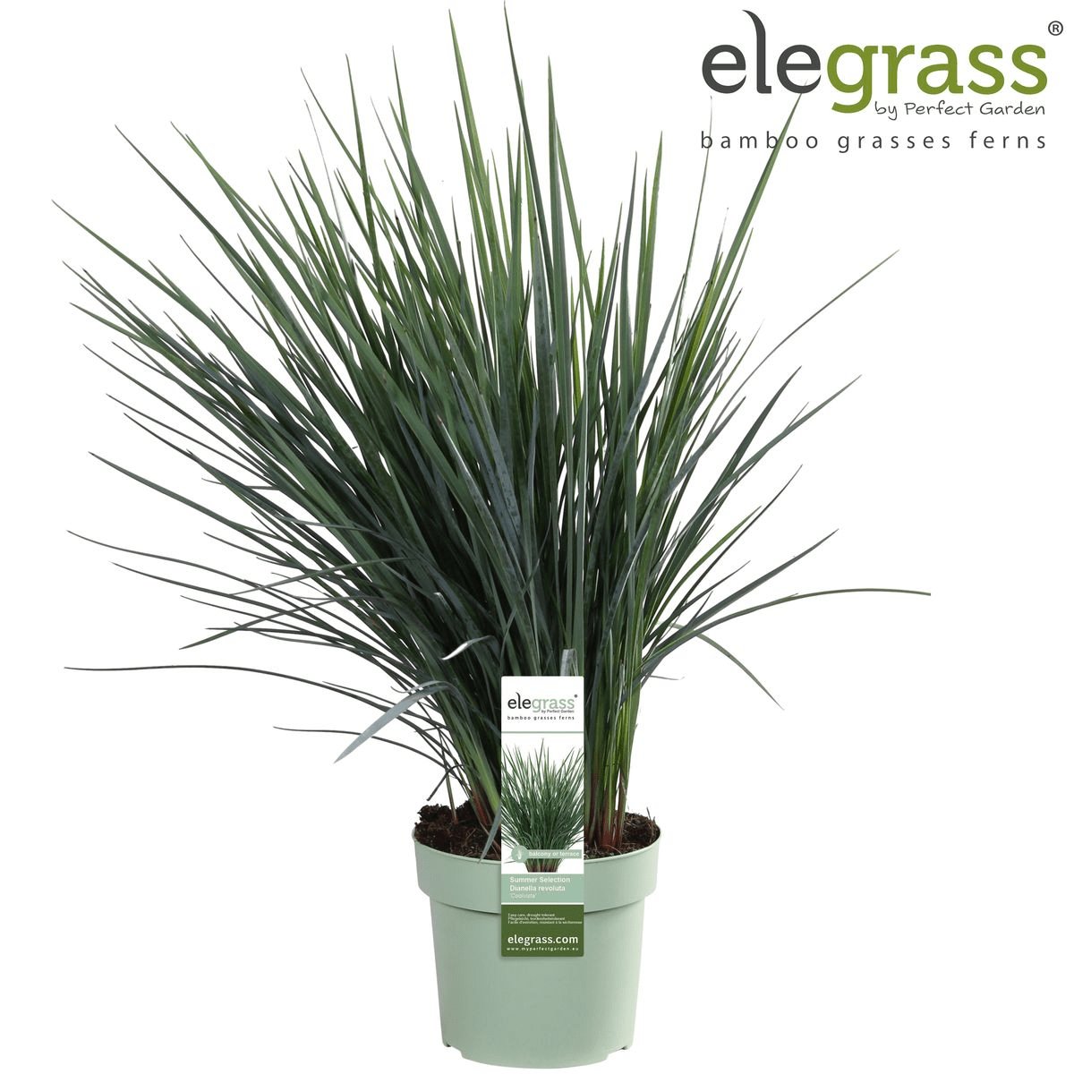 Livraison plante Dianella Revoluta 'Coolvista'® - ↨40cm - Ø19 - Plante d'extérieur