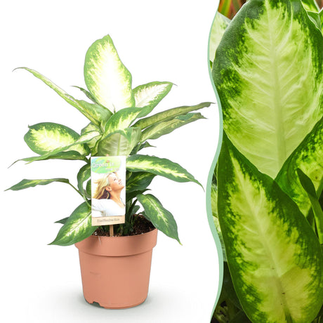 Livraison plante Diefenbachia Camilla et panier H50cm