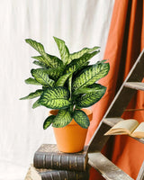 Livraison plante Dieffenbachia Camilla