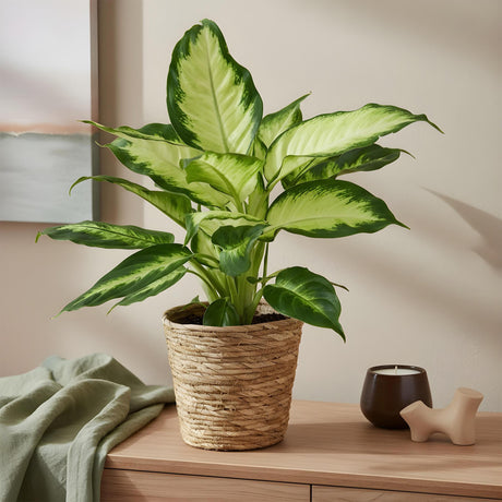 Livraison plante Dieffenbachia Camilla et pot H45 cm