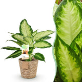 Livraison plante Dieffenbachia Camilla et pot H45 cm
