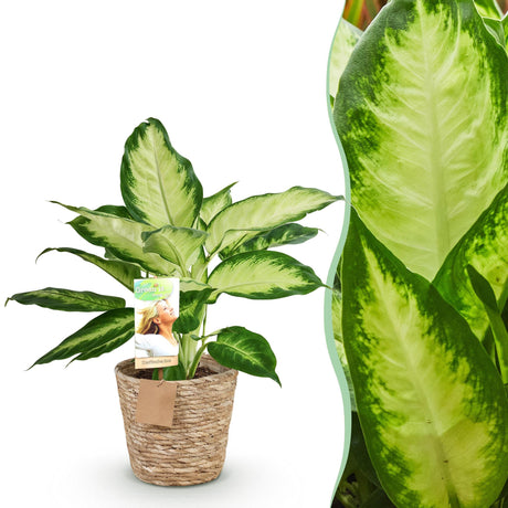 Livraison plante Dieffenbachia Camilla et pot H45 cm