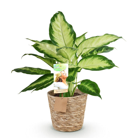 Livraison plante Dieffenbachia Camilla et pot H45 cm
