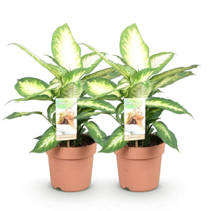 Livraison plante Dieffenbachia Camilla – Pot 17 cm – Hauteur 45 - 50 cm X2
