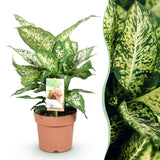 Livraison plante Dieffenbachia Compacta
