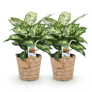 Livraison plante Dieffenbachia Compacta – Lot de 2 – Pot 17 cm