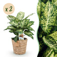 Livraison plante Dieffenbachia Compacta – Lot de 2 – Pot 17 cm