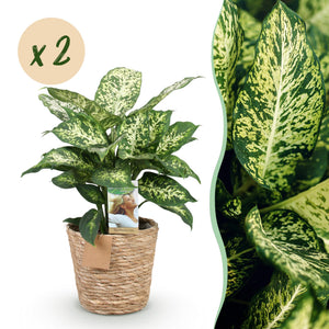 Livraison plante Dieffenbachia Compacta – Lot de 2 – Pot 17 cm