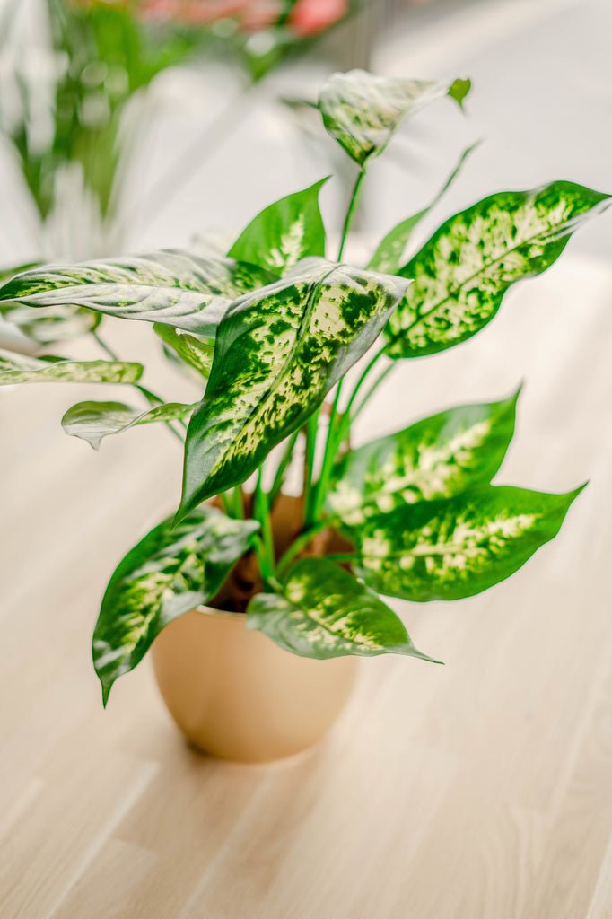 Livraison plante Dieffenbachia - Plante verte artificielle